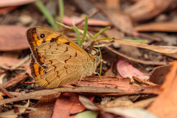 Common Brown, Denman Prospect, ACT, January 2021