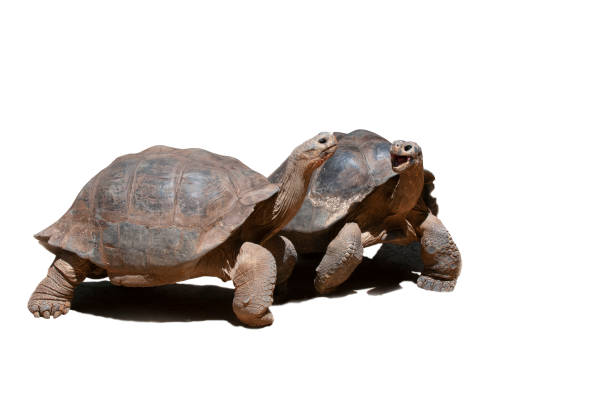 giant tortoise, cut out, white background, copy space, side view, one turtle with open mouth, looking at each other, close full view of both turtles, no people