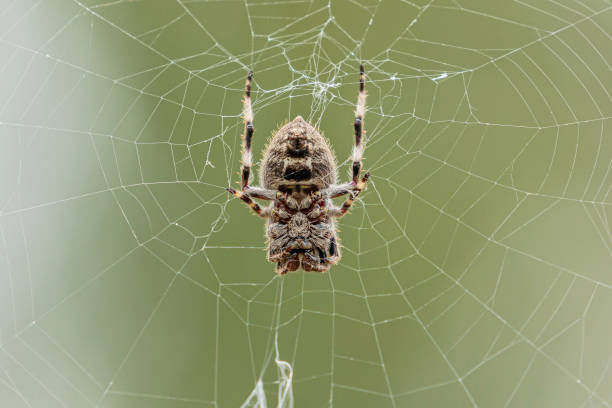 knobbled orbweaver, denman prospect, act, january 2021 - white animal eye arachnid australia imagens e fotografias de stock