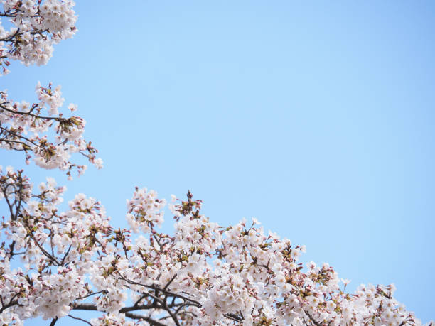 istock Image of Japanese cherry blossoms 1295720380