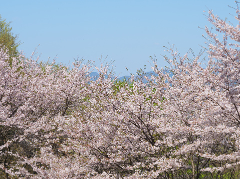 Image of Japanese cherry blossoms