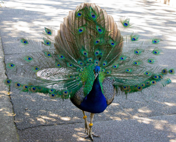 istock Beautiful multicoloured vibrant blue and green peacock 1295721339