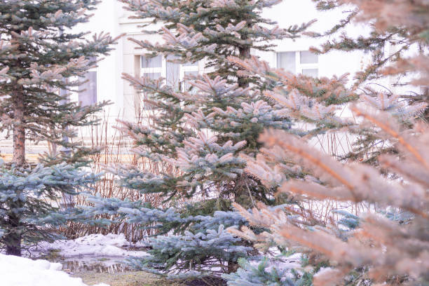 istock Branches of blue spruce reddened from adverse conditions, unsuccessful transplantation or illness, selective focus 1295721454