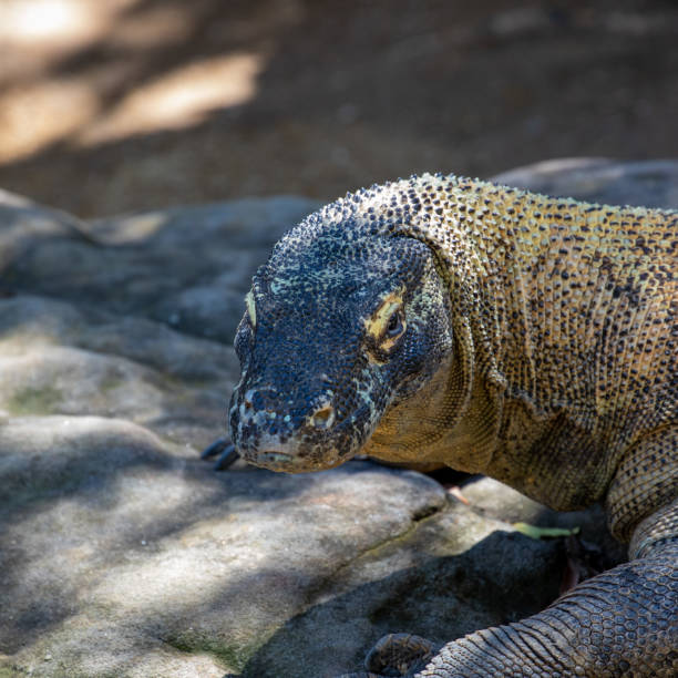 istock Large scaly Komodo dragon with black head 1295721556