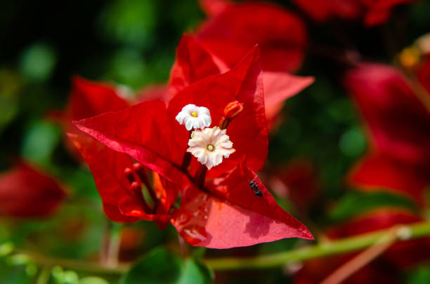 Bougainvillea is a tropical vine with vibrant coloured bracts and small white or yellow flowers.
