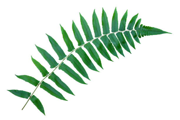 istock fern leaves isolated on white background 1295722162