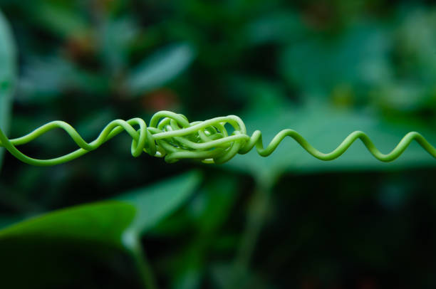 Knotted tendrils Tendrils of a passiflora vine tendril stock pictures, royalty-free photos & images