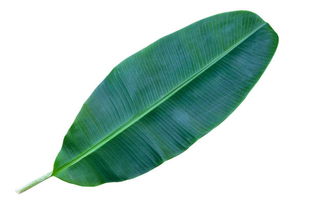 green banana leaves isolated on white background with clipping path for design elements, fresh green leaves