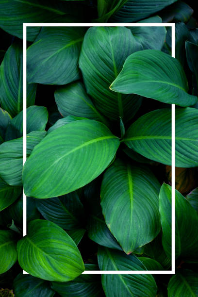 istock tropical green leaves with white paper note frame 1295722168