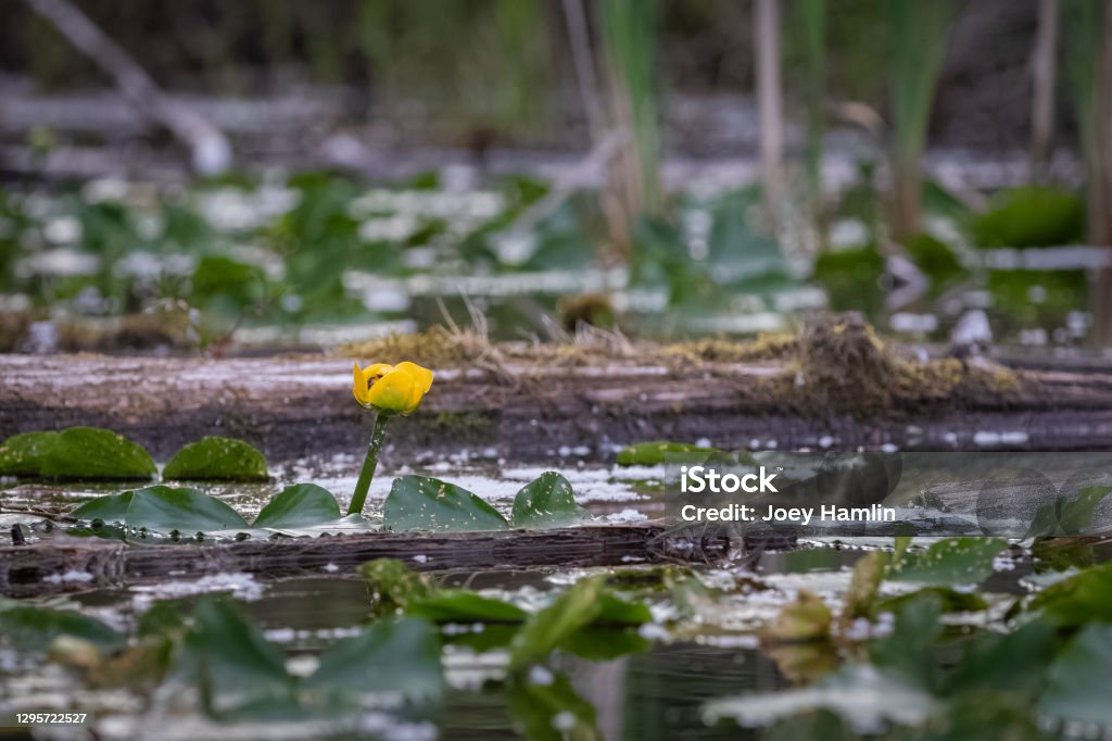 yellow water lily bud in a lake with reflections close up aquatic plant reflecting on a lake Beauty Stock Photo