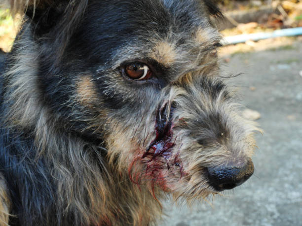 sangue rosso trasudava la ferita sul volto del cane da combattimento - cute animal purebred dog brown foto e immagini stock