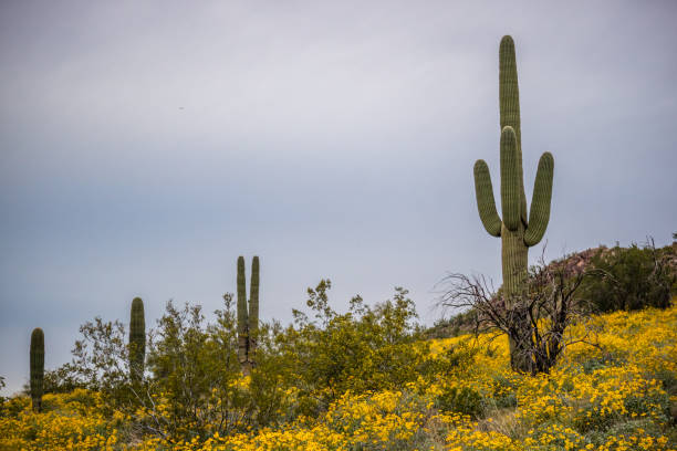 istock An overlooking view of nature in Apache Junction, Arizona 1295723304