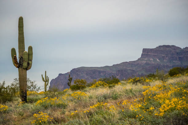 istock An overlooking view of nature in Apache Junction, Arizona 1295723323