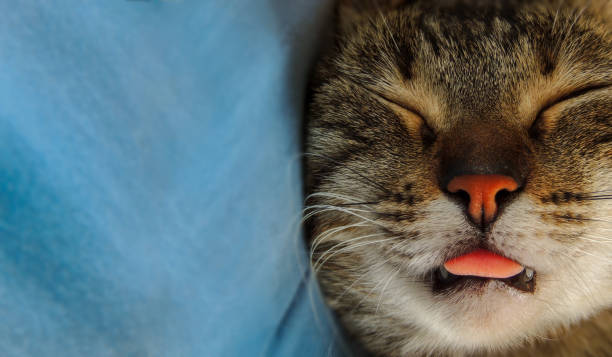 istock Adorable cute tabby cat peacefully sleeping with tongue sticking out 1295724273