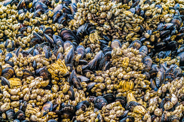 istock Mussels Barnacles Low Tide Pools Canon Beach Oregon 1295724916
