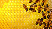 close up of bee hive
