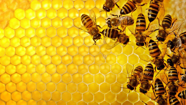 close up of bee hive close up shot of bees working in their hive at morning animal behavior stock pictures, royalty-free photos & images