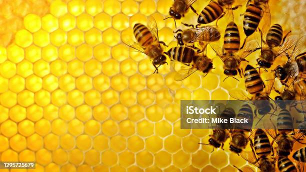 Close Up Of Bee Hive Stock Photo - Download Image Now - Bee, Honey, Beehive