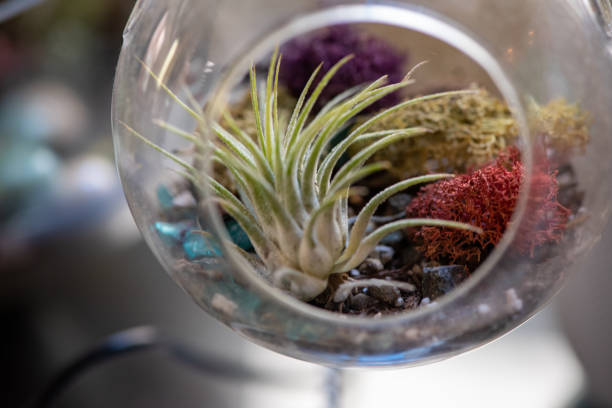 istock Air Plant in a Mini Terrarium 1295725806