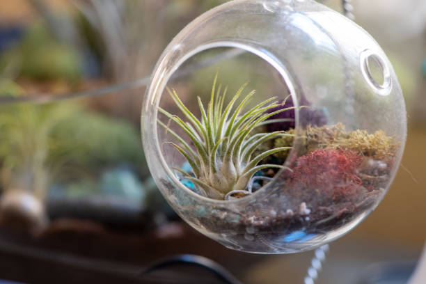 istock Air Plant in a Mini Terrarium 1295725809