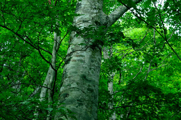 Forest of Mt.Daibosatsu in Summer (Yamanashi, Japan 2020)