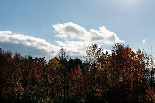 a forest in autumn in evening sun with cloudy sky