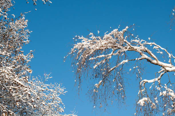 istock twigs of a birch and a beech tree covered with snow 1295726502