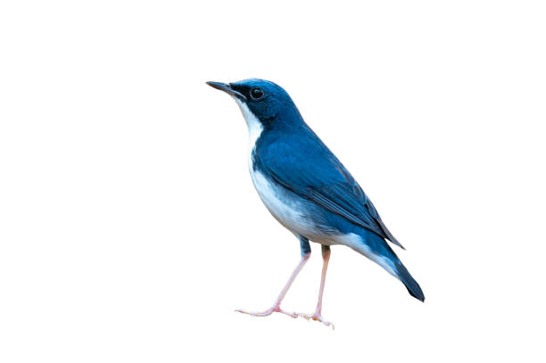 istock Closeup Siberian Blue Robin isolated on white background 1295726585