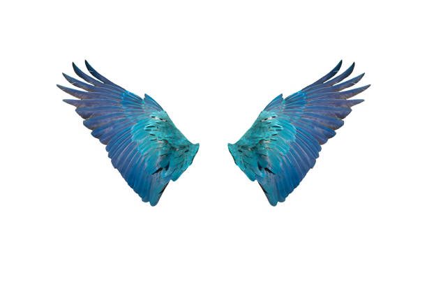 istock Closeup blue and gold macaw wings isolated on white background 1295726587
