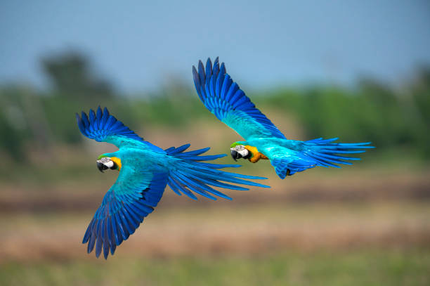 istock Closeup blue and gold macaw flying 1295726598