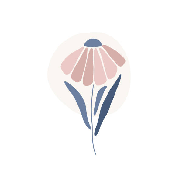 ilustrações, clipart, desenhos animados e ícones de silhueta de flor daisy. ilustração de vetor plano marguerita - single flower flower marguerite white background