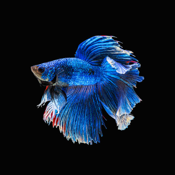 istock Movement beautiful of colorful siamese betta fish or half moon betta splendens fighting fish in thailand on black color background. underwater animal or pet concept 1295727318