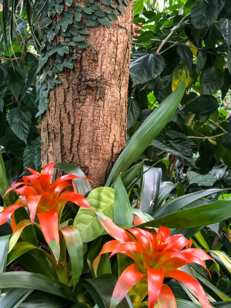 istock Two vibrant orange tropical flowers 1295728065