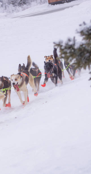 istock Sled Dogs in Interior Alaska 1295728285