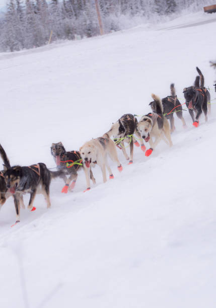 istock Sled Dogs Race Down the Trail 1295728286