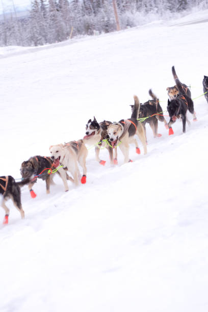 istock Sled Dogs Working in Tandem 1295728290