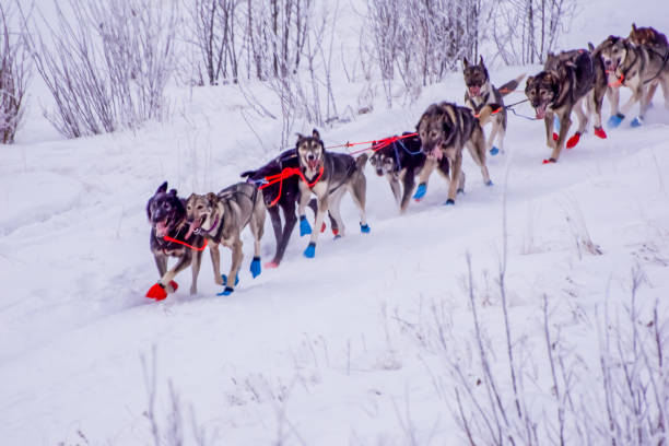 istock Alaska Dogsledding - Copper Basin 300 1295728299