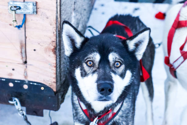 собака на санях перед гонкой - snow bound стоковые фото и изображения