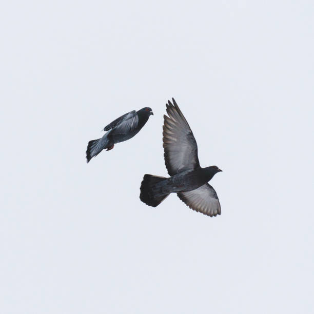 istock Two pigeons flying side by side through the air 1295729087