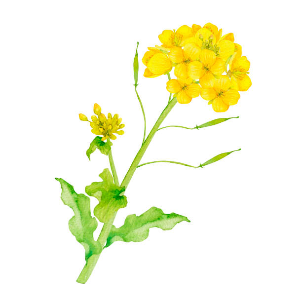 illustrazioni stock, clip art, cartoni animati e icone di tendenza di fiore di canola brassica napus - canola flower