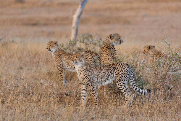 istock Cheetah family standing in grass 1295729776