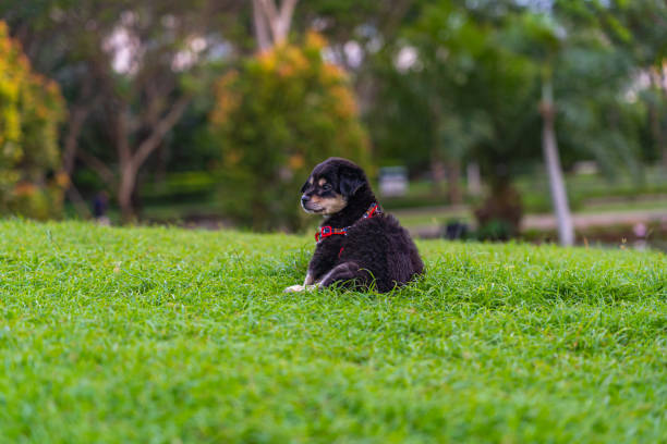 Adorable black poodle puppy sitting on grass lawn. High quality photo