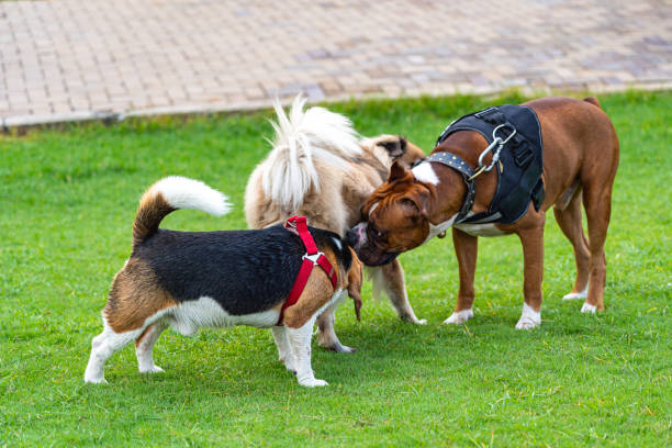 Beagle and boxer dog sniffing other dog's butt stock photo