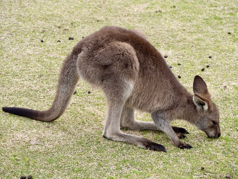 Grey kangaroo in Australian bush