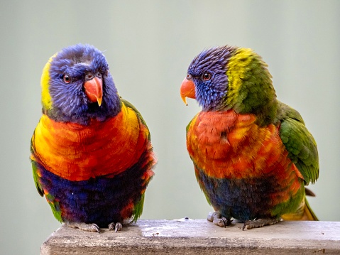Horizontal closeup view of two beautiful vibrant wild Rainbow Lorikeets perched on a railing in a suburban backyard on the south coast of NSW