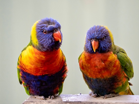 Rainbow Lorikeet parrot bird screaming (Trichoglossus moluccanus) opening its beak wide. Photography taken