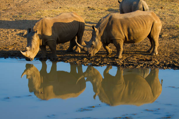 istock Rhinos at Water hole 1295732372
