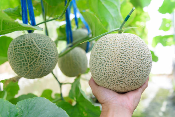 istock Fresh melon in greenhouse 1295732564