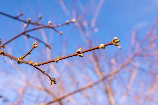 The branches of the bushes in spring against the sky, selective focus