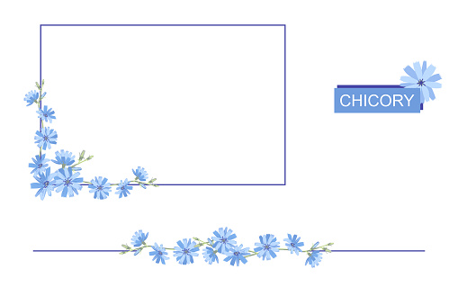 Rectangular frame of blue chicory flowers. Copy space for design. Border of chicory on a white background. Vector illustration.
